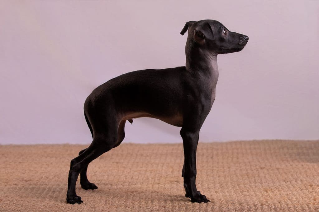 D’Portos mon Amour Dogoteka 1