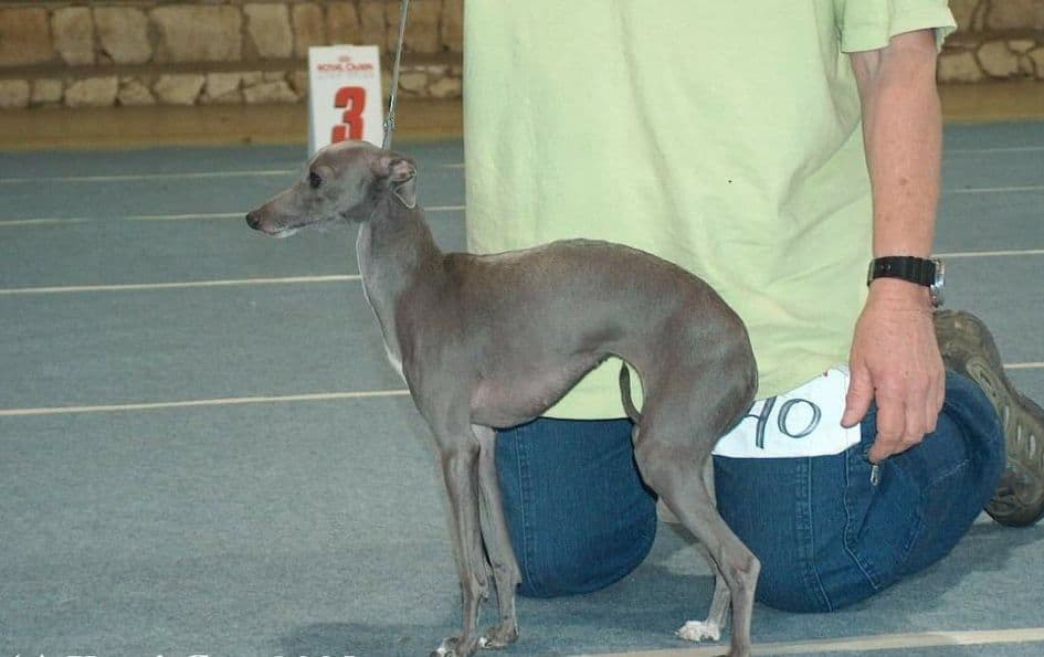 Venus Let It Blow 1