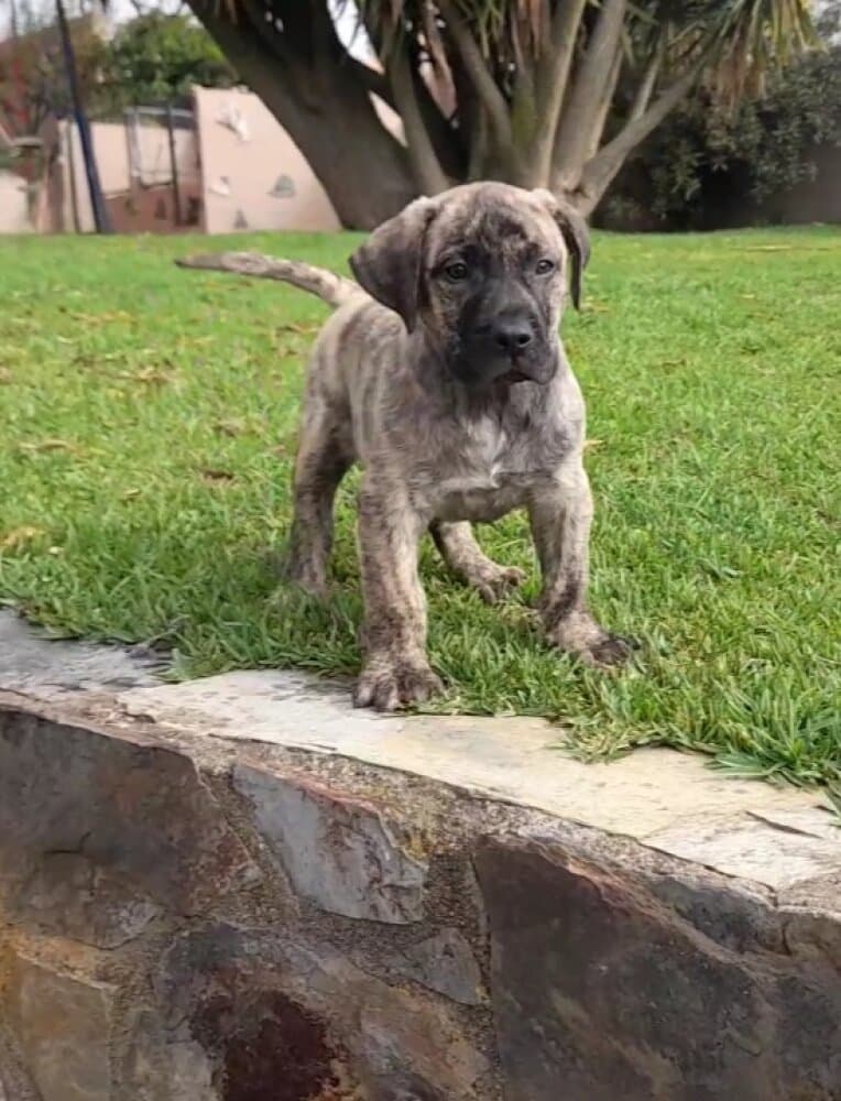 LANCELOT DE MONTANAGARABATO 1