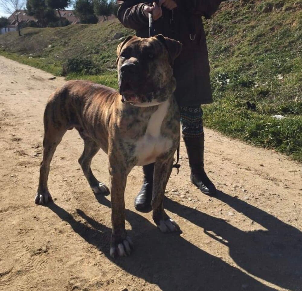 SHARKOR DE KING ZULU 1