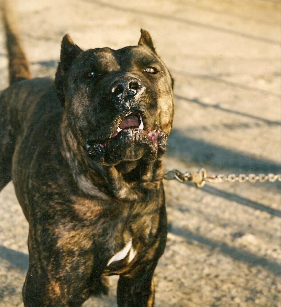 ROKO 1