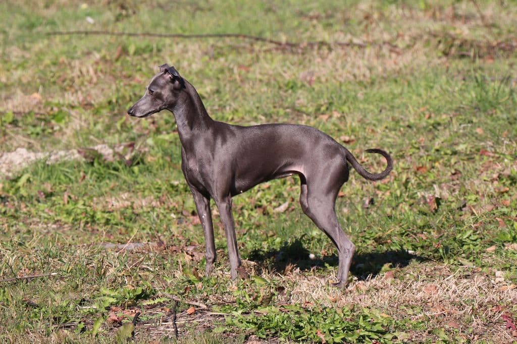 Glinnalis Armeriya 1
