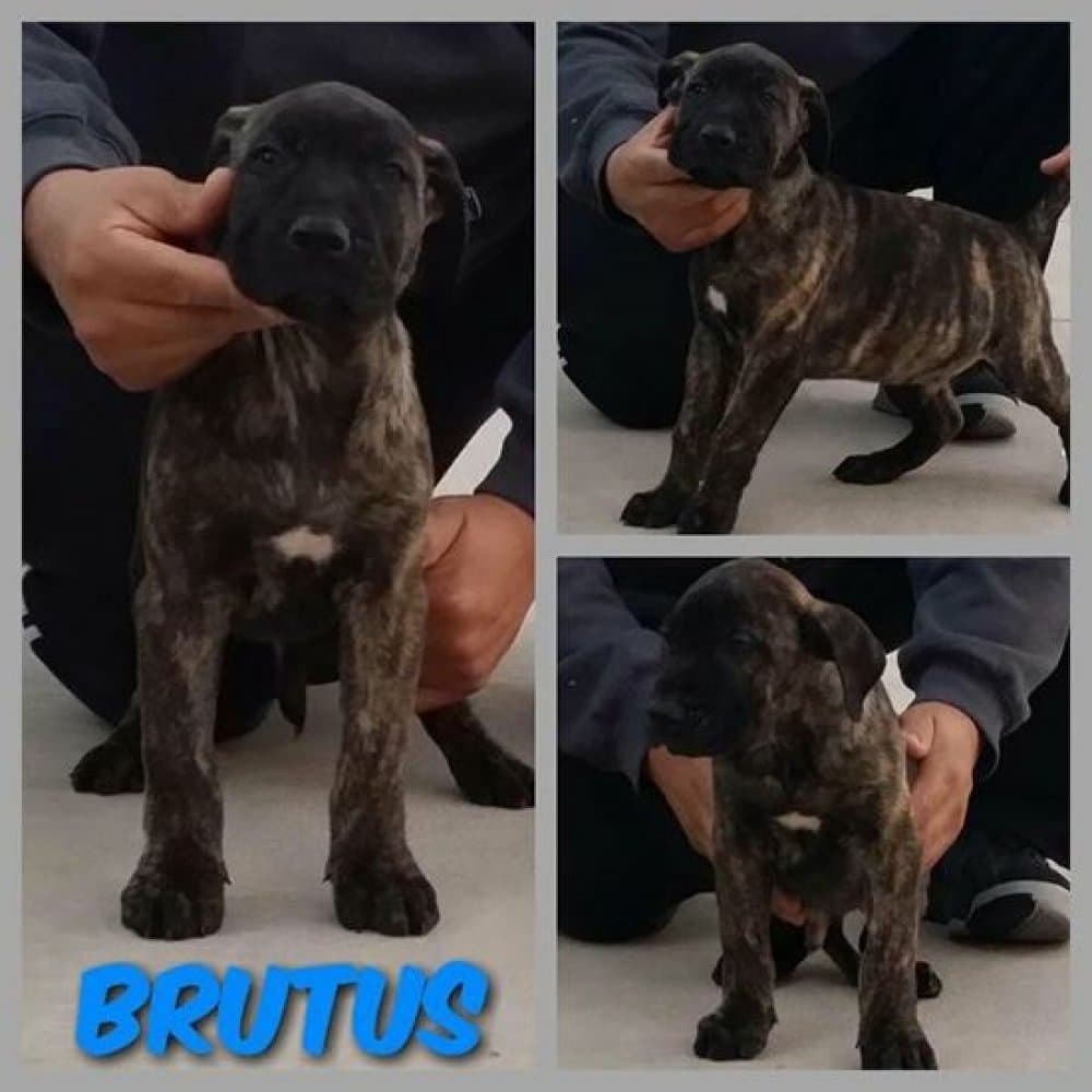 FEARLESS GUARDIAN'S BRUTUS 1