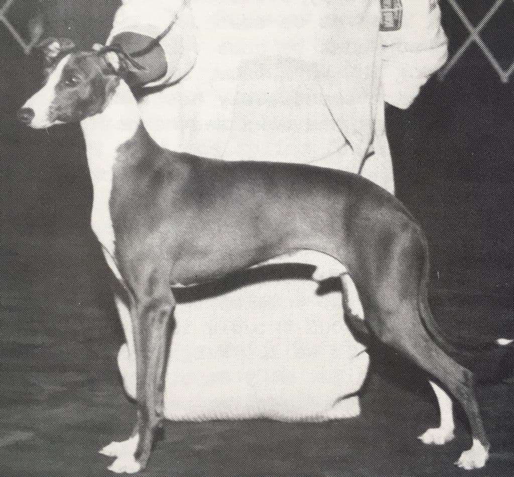 Carron Denmorr Ceasar Romero 1