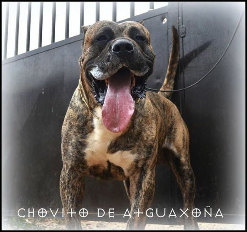 CHOVITO DE ABORIGEN DE ATGUAXONA 1