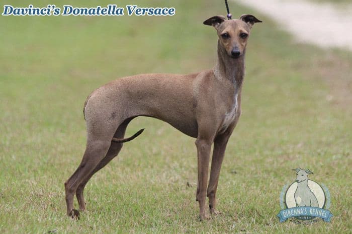 Davinci's GV Donatella Versace 1