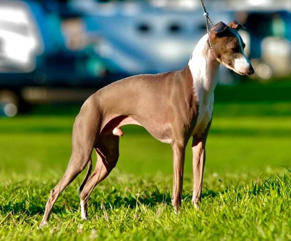 Caliente's Maker's Mark Of Bravehound 1