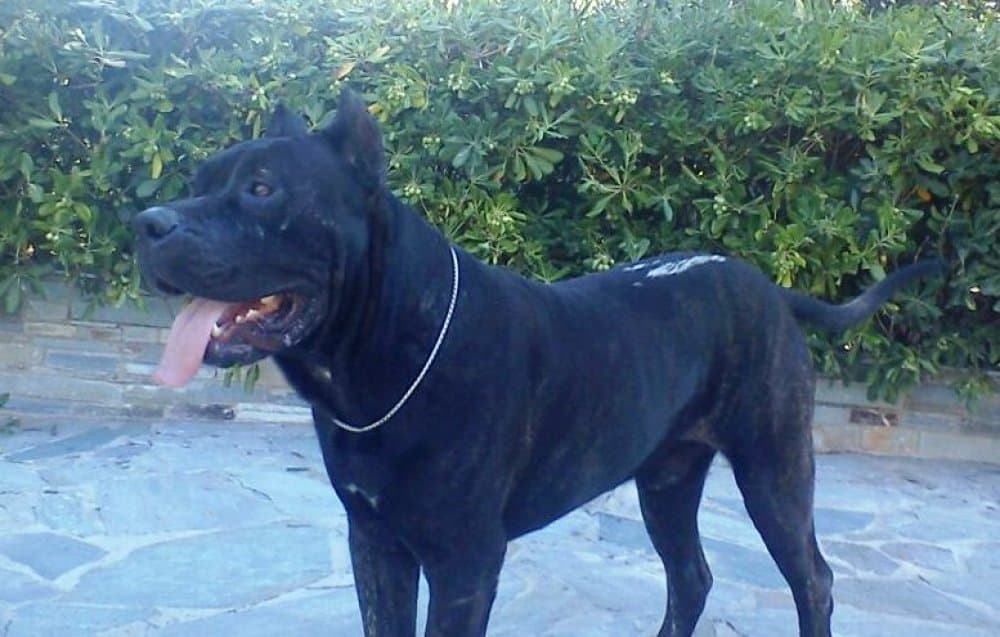 CID DE KING ZULU 1