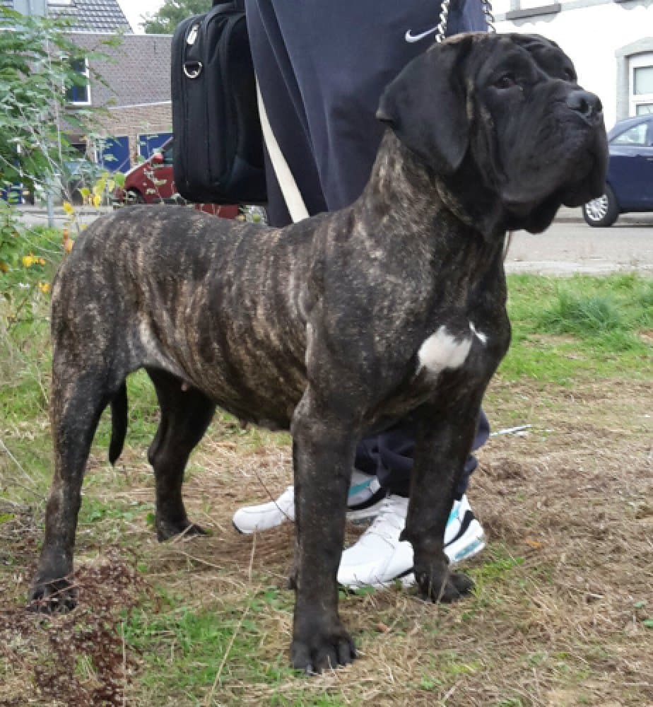 BOSS BULL CANARIO MANGA 1