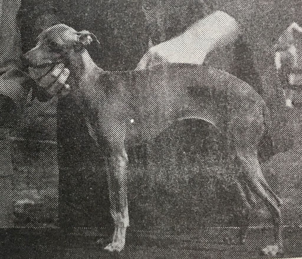 Morning Star Of Dearbridge 1