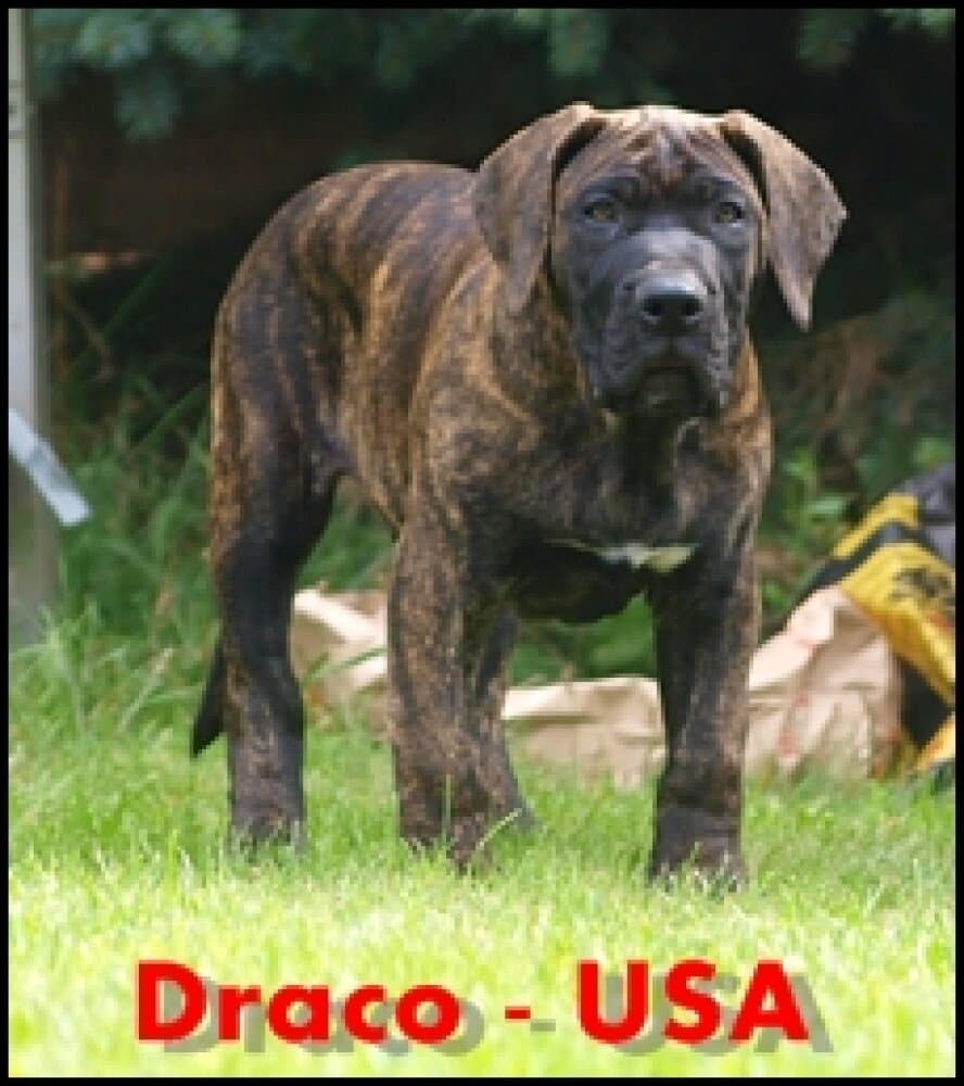 DRACO NUESTRA SANGRE 1