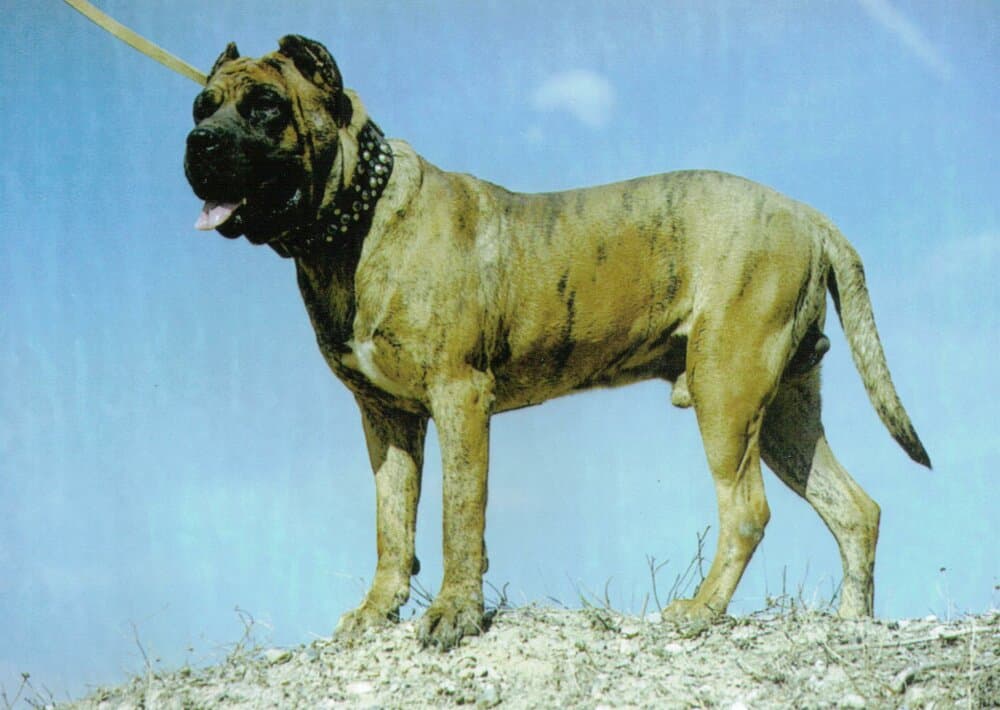 GUANCHE DE NIVARIA SUR 1