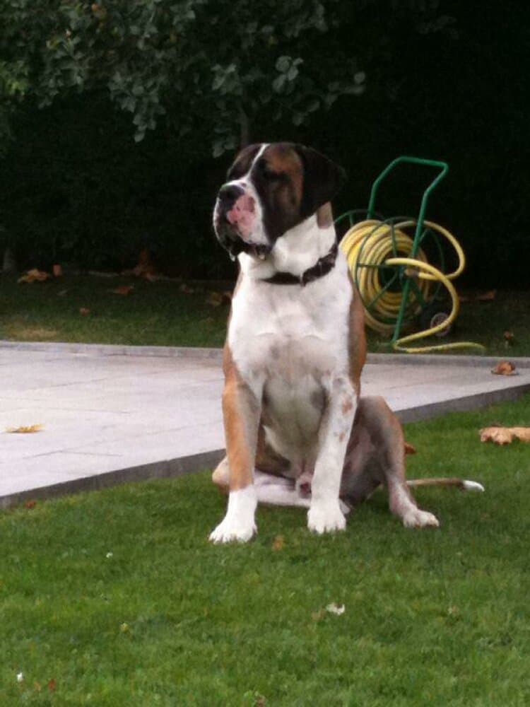ROSENDO I DE KING ZULU 1