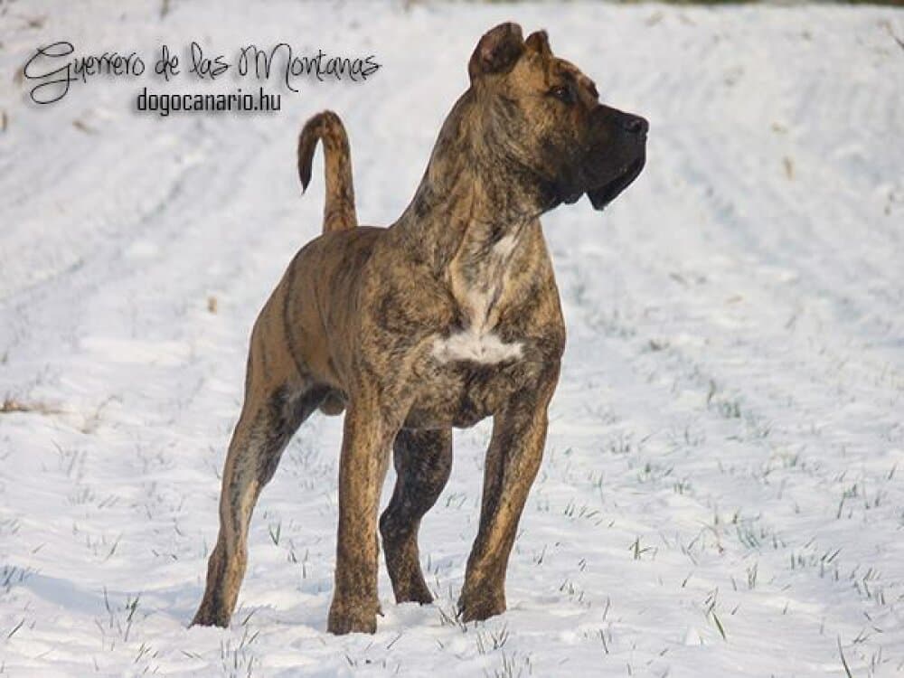 KAIMAN DE ROJO Y ORO 1