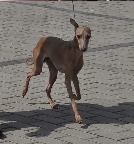 Casanova Bursztynowa Bona 1