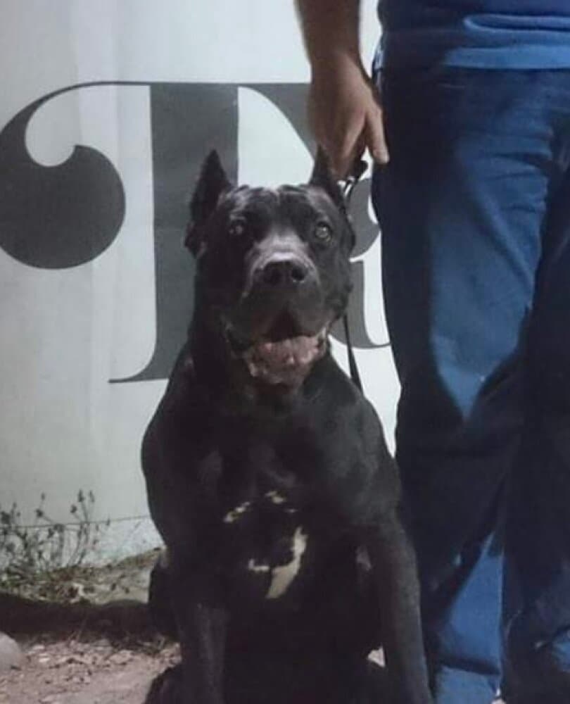 KITTY DE KING ZULU 1