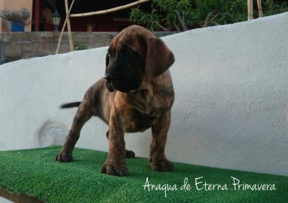 ANAQUA DE ETERNA PRIMAVERA 1