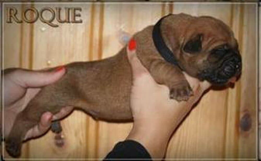 ROQUE NUESTRA SANGRE 1