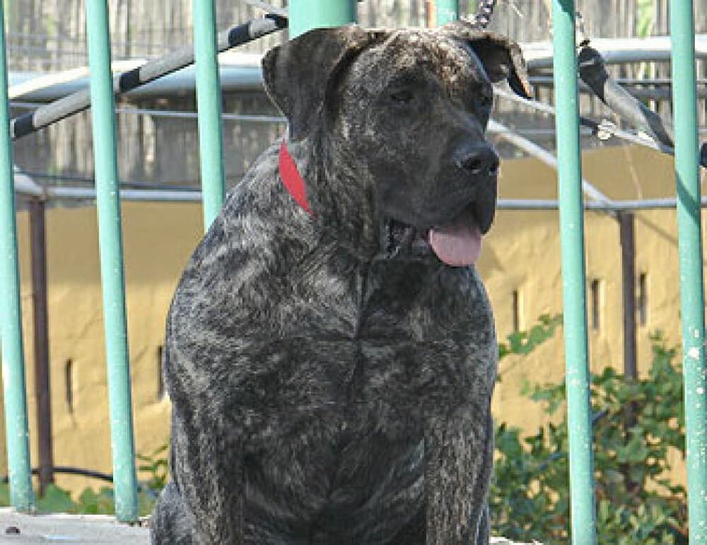 CATHAYSA DE ALACANT BULL 1
