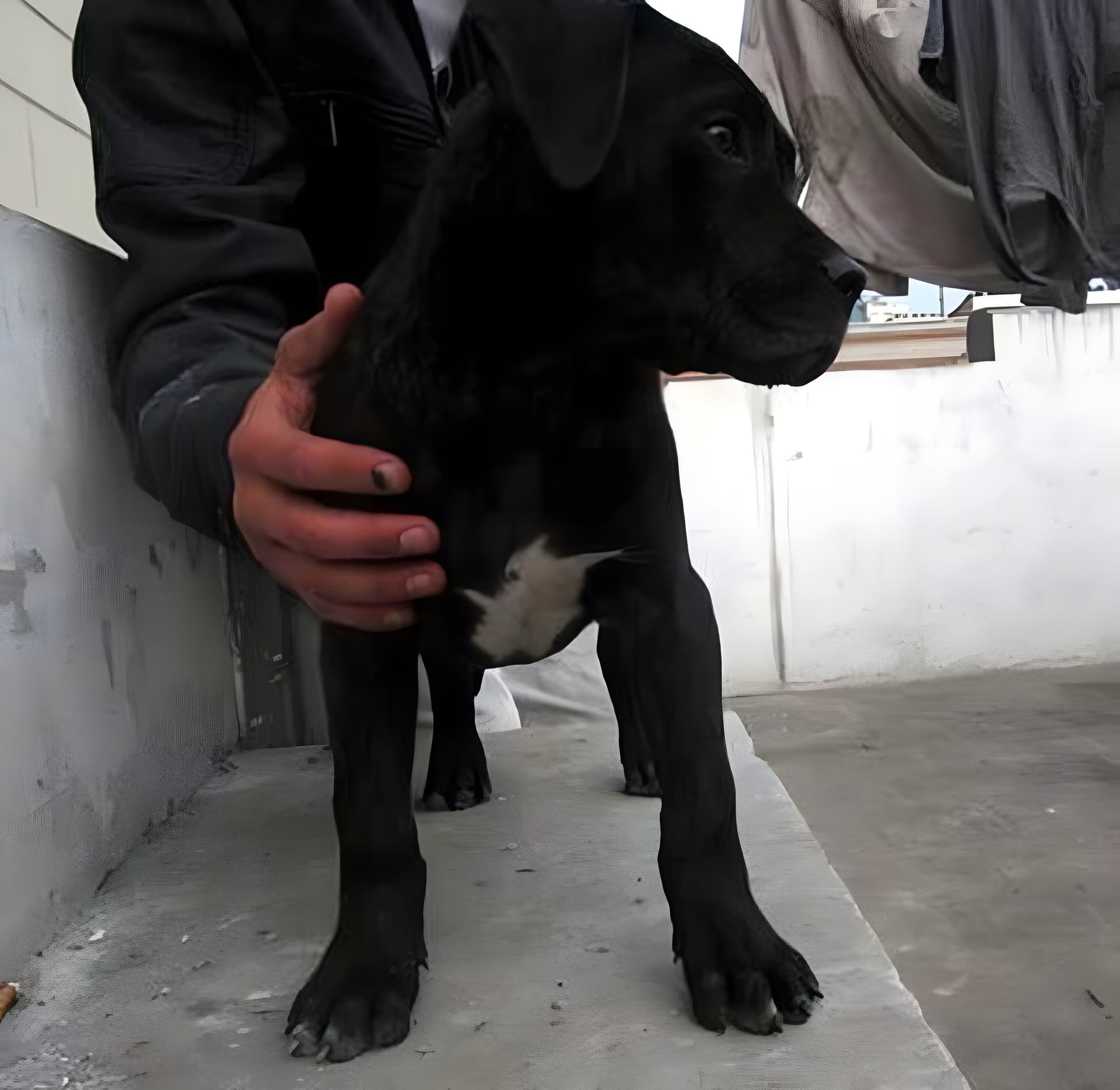 ASHACK DE PEYRE KENNELS 1