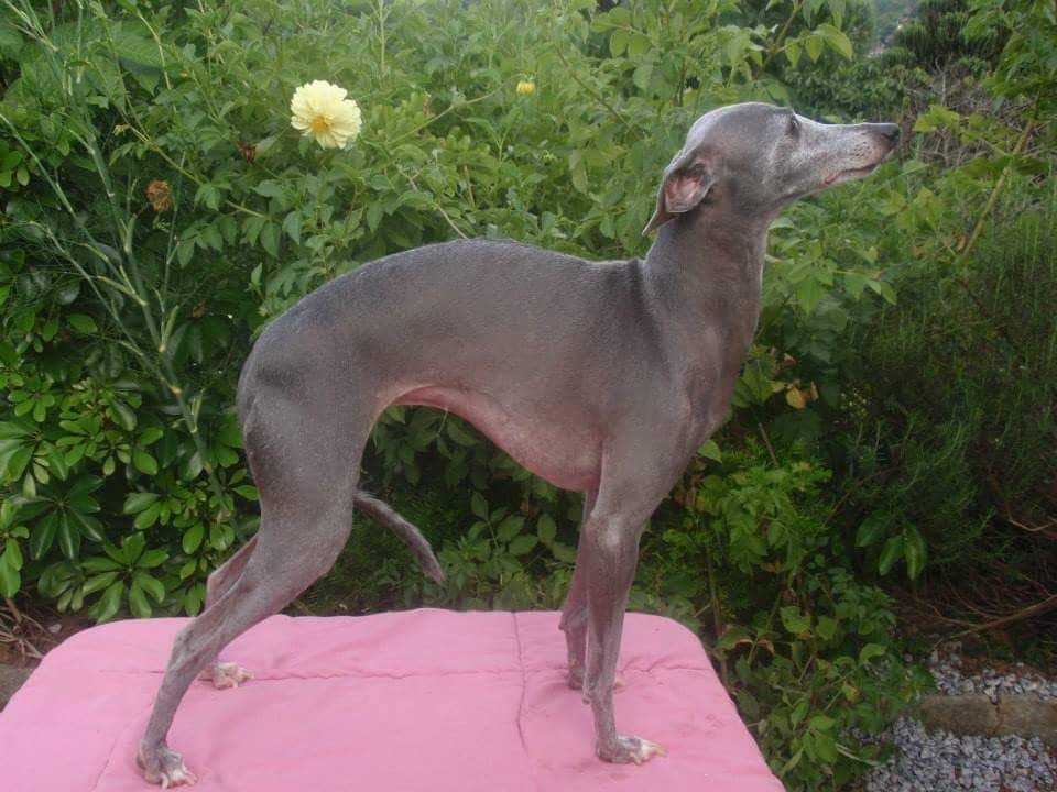 Sumainana Grey Hera 1