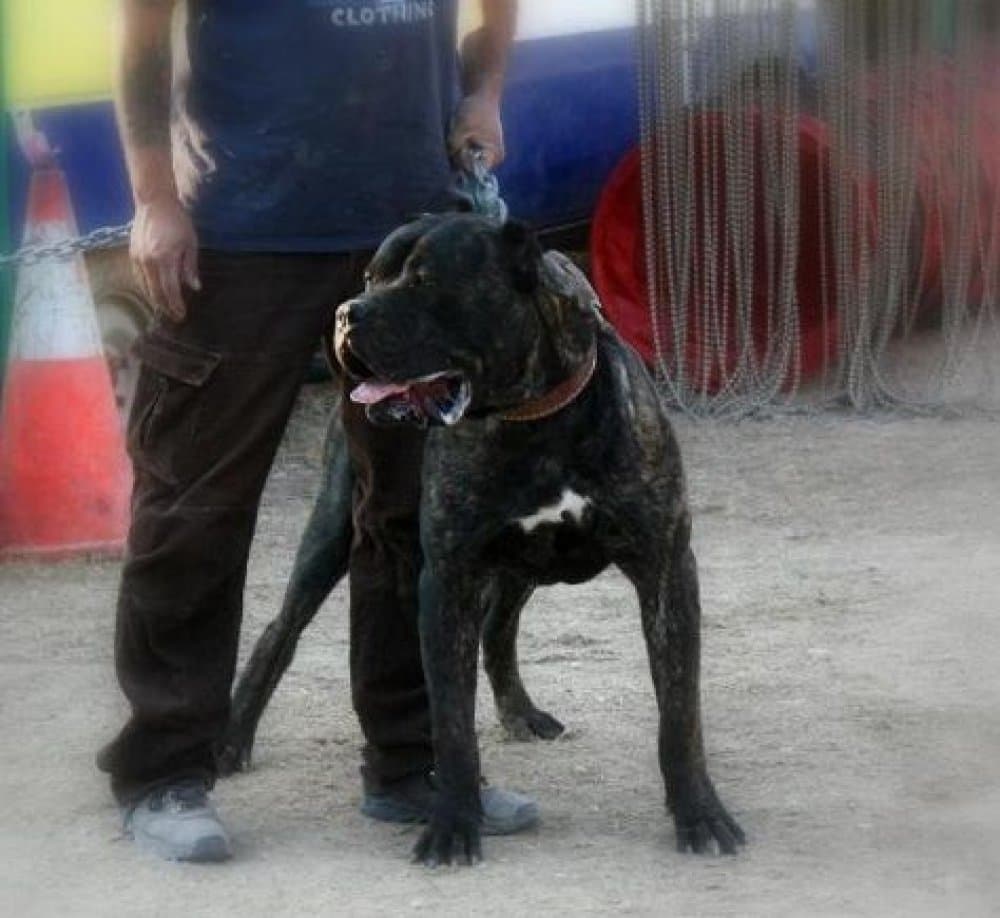 CANARIO DEL RUBIO 1