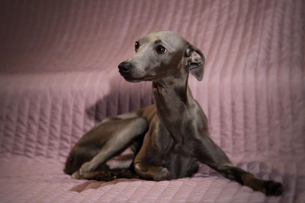 Grace Hound Georgiy Pobedonosets 1