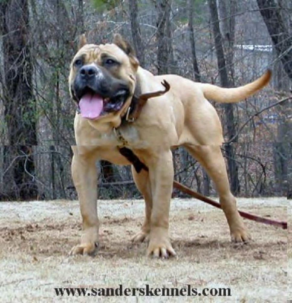 SANDERS NENO 1