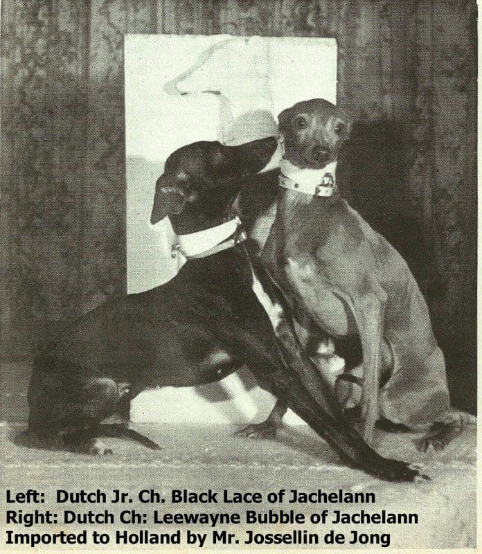 Black Lace Of Jachelann 1
