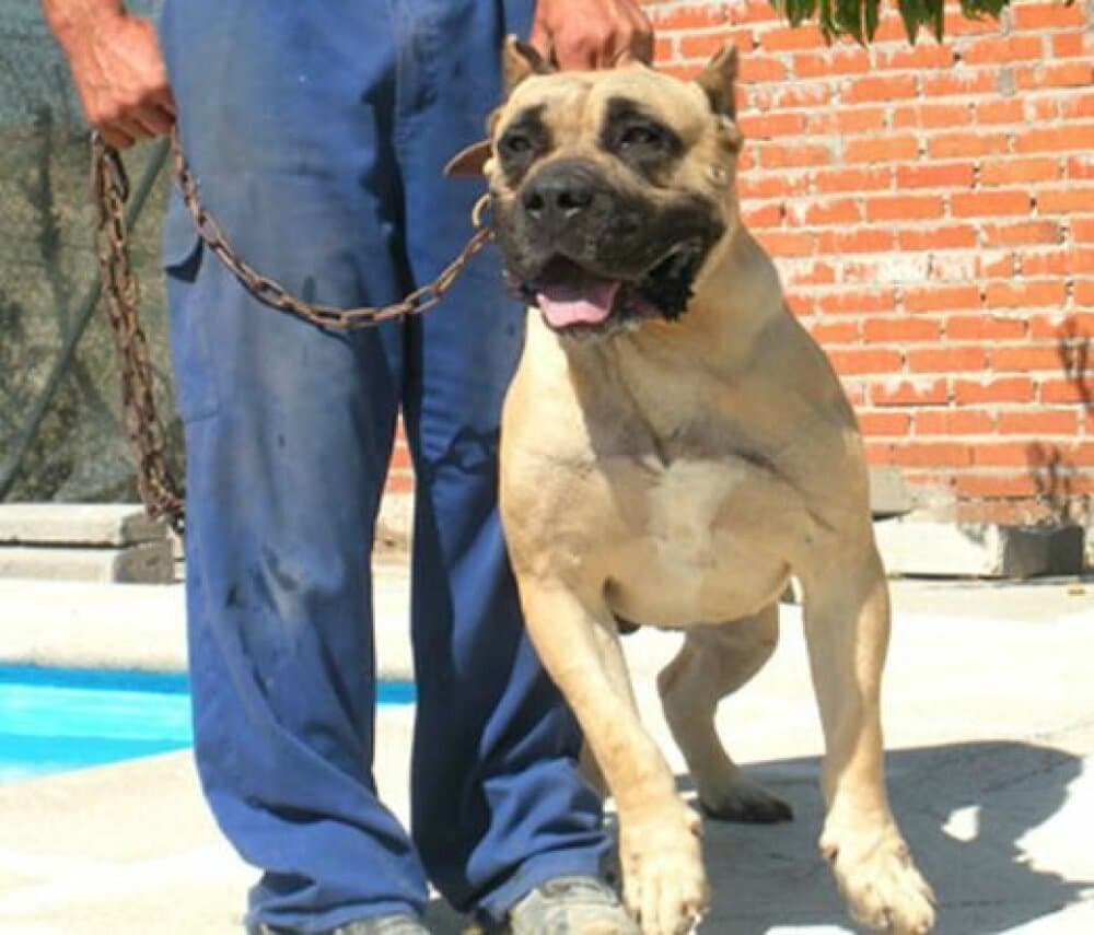 HERCULES DE KING ZULU 1