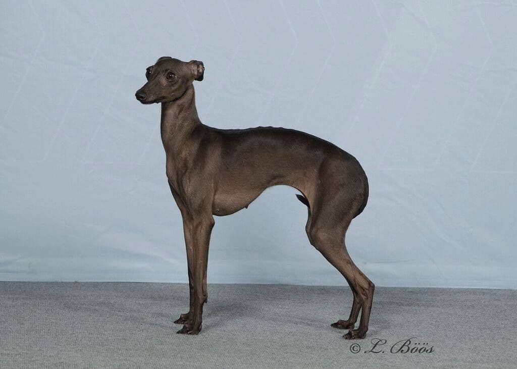 Eugenios Daenerys Targaryan 1