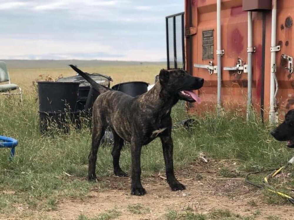 HI-TEK DE PRESA FARMS 1