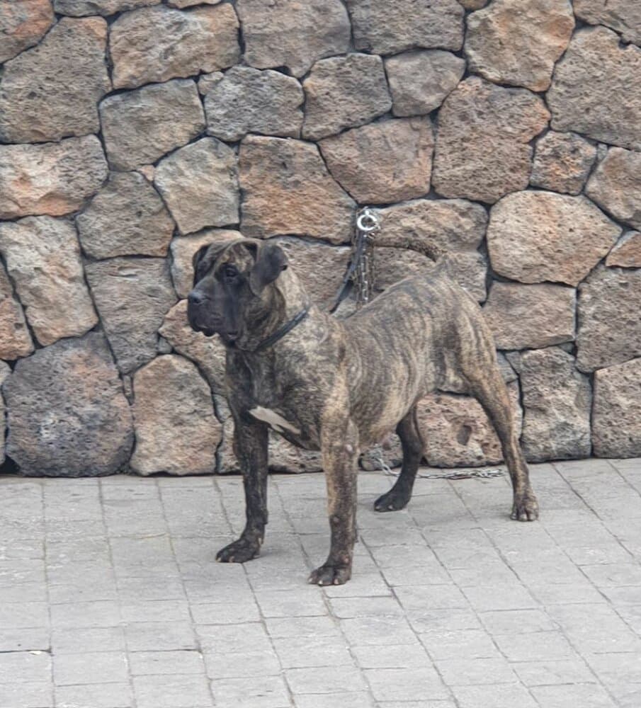 TAIFA DE SAMCOR 1