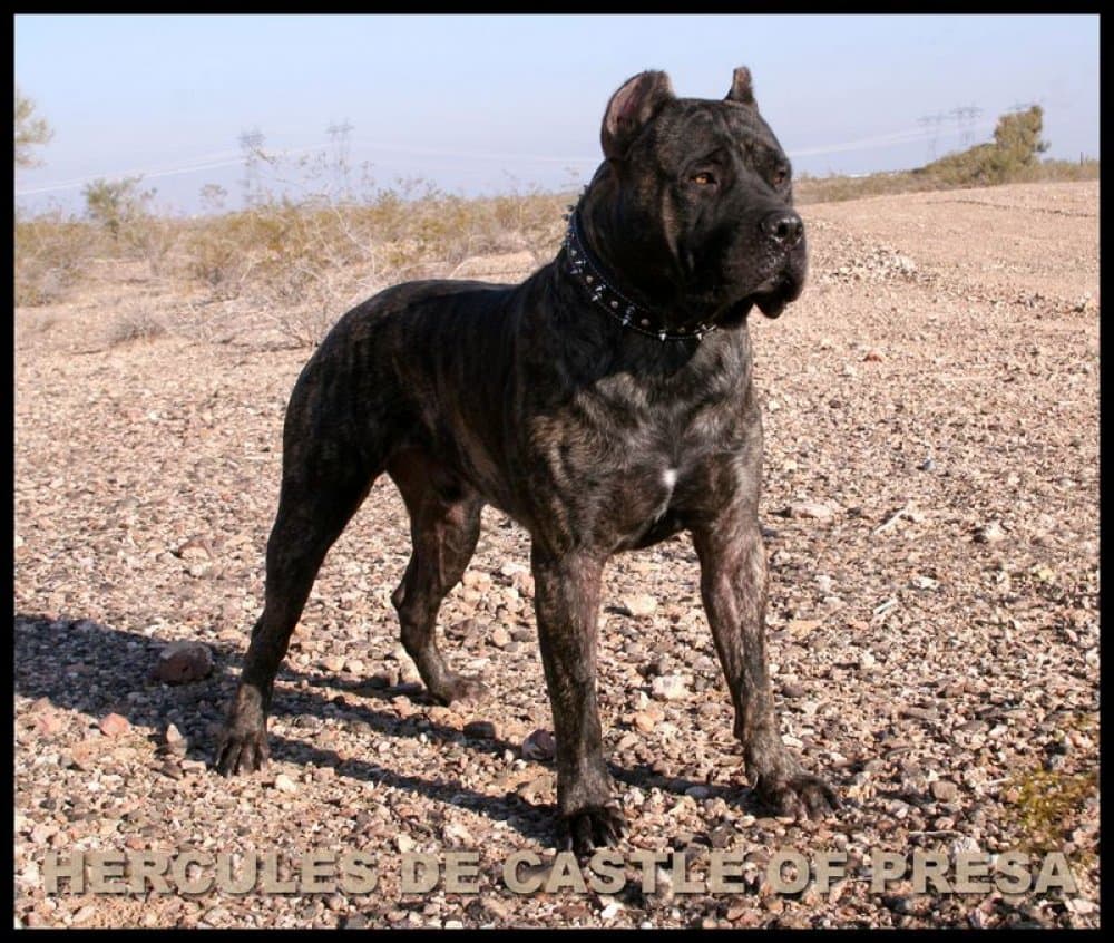 HERCULES DE CASTLE OF PRESA 1
