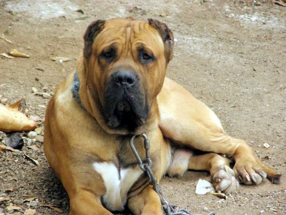 HUESO DE PERRO DE LA TIERRA 1