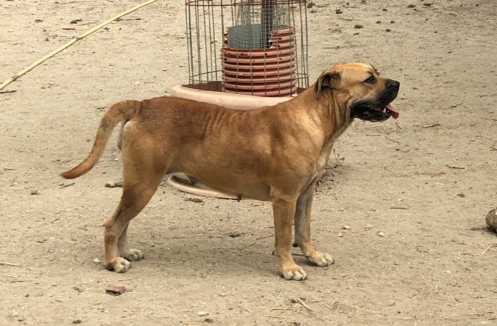 ISABEL DE KING ZULU 1