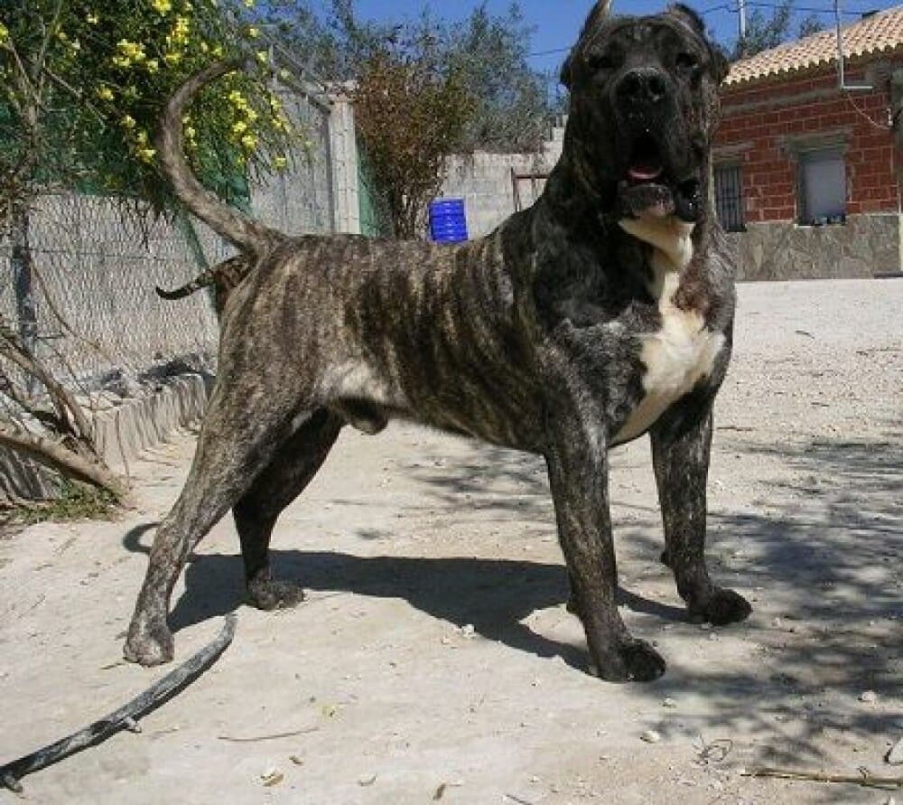 RON DE DOG REAL 1