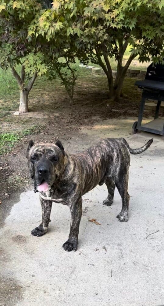 BRAVO KENNEL’S ZIGGY 1