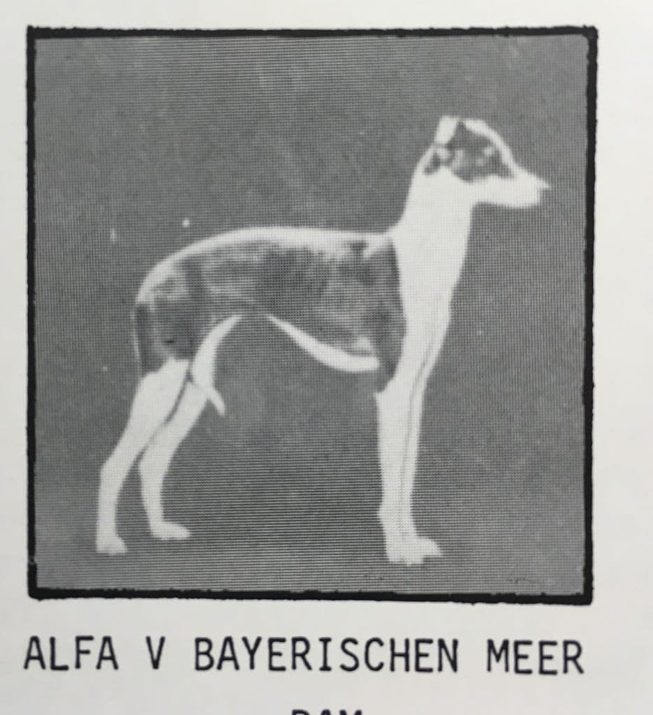 Alfa Vom Bayerischen Meer 1
