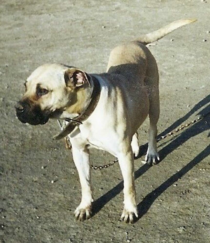 SIRA DE KING ZULU 1