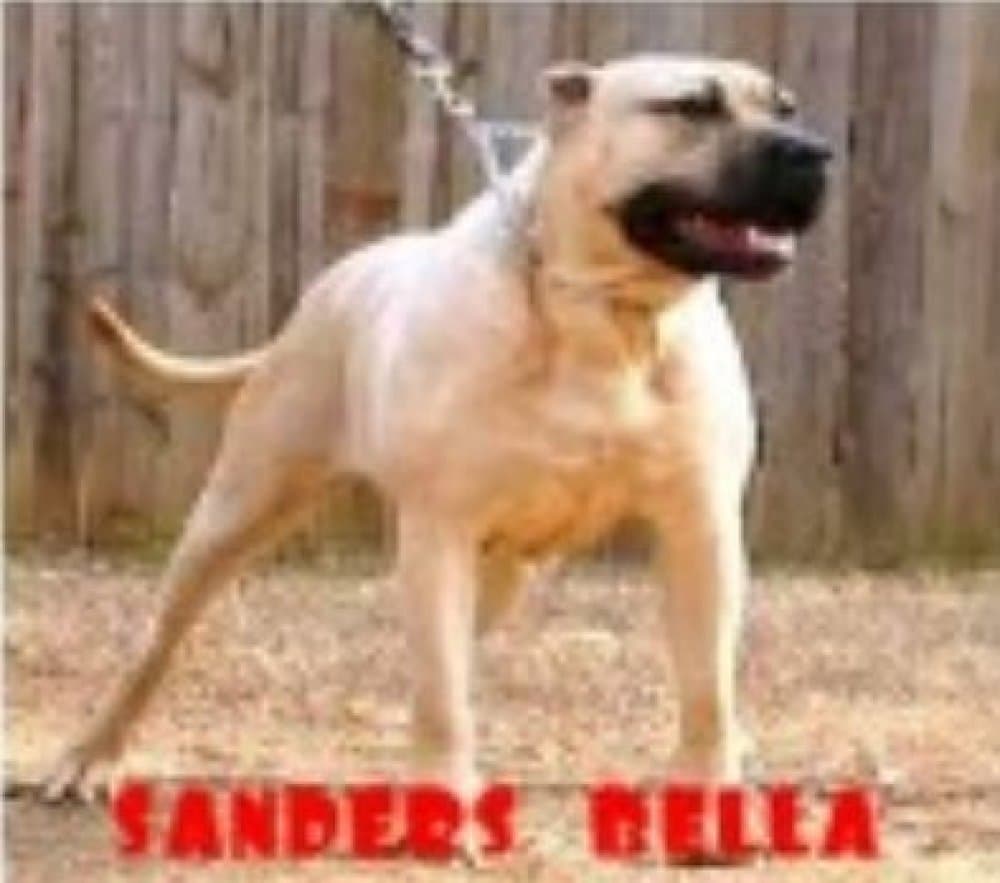 SANDERS BELLA 1