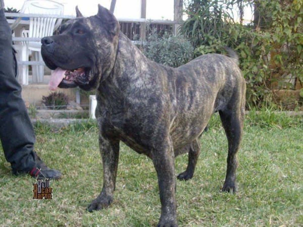 EKIRA DE BARNACAN BULL 1