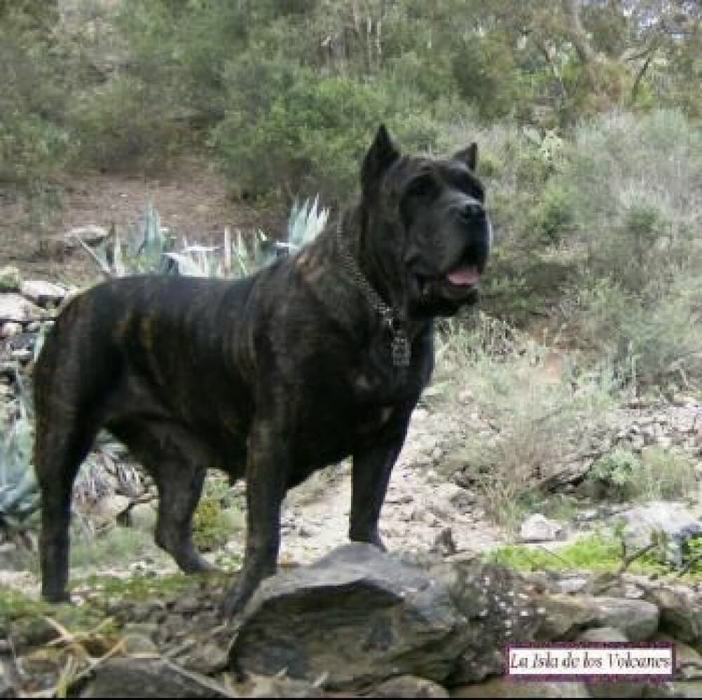 UGA DE PRESAS YEYFE 1
