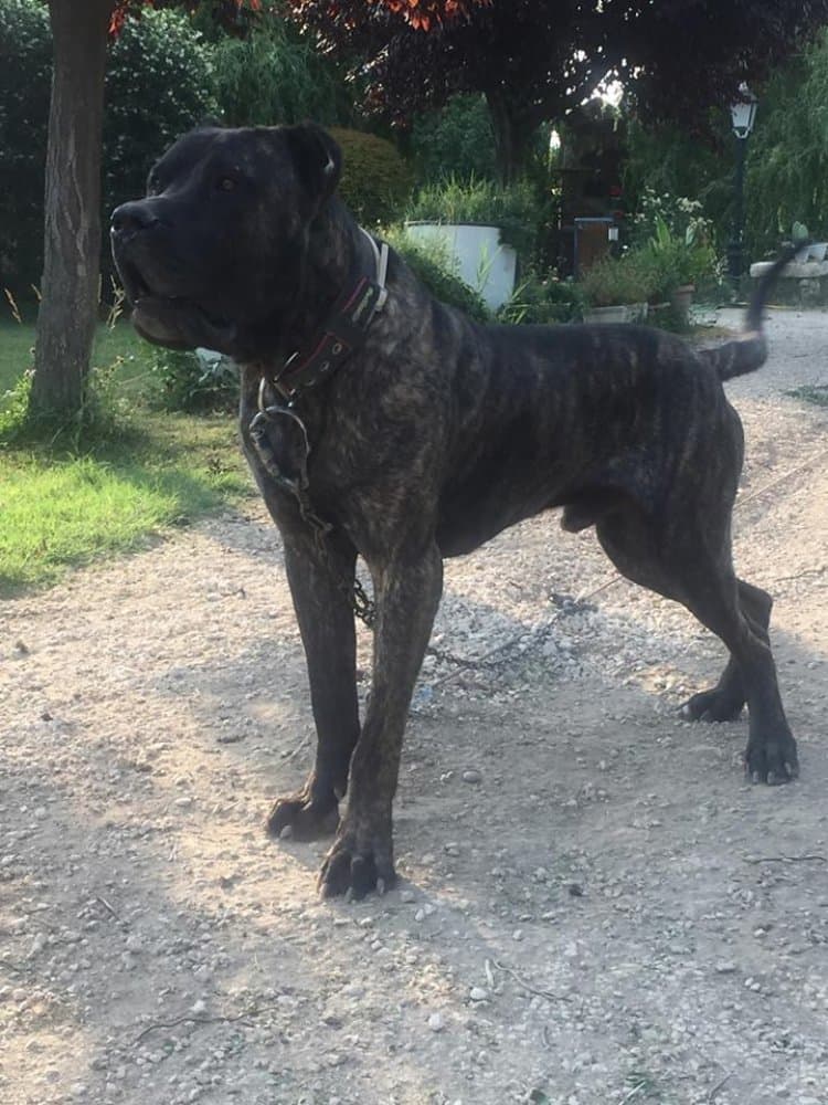 ECKO DE KANKAS 1