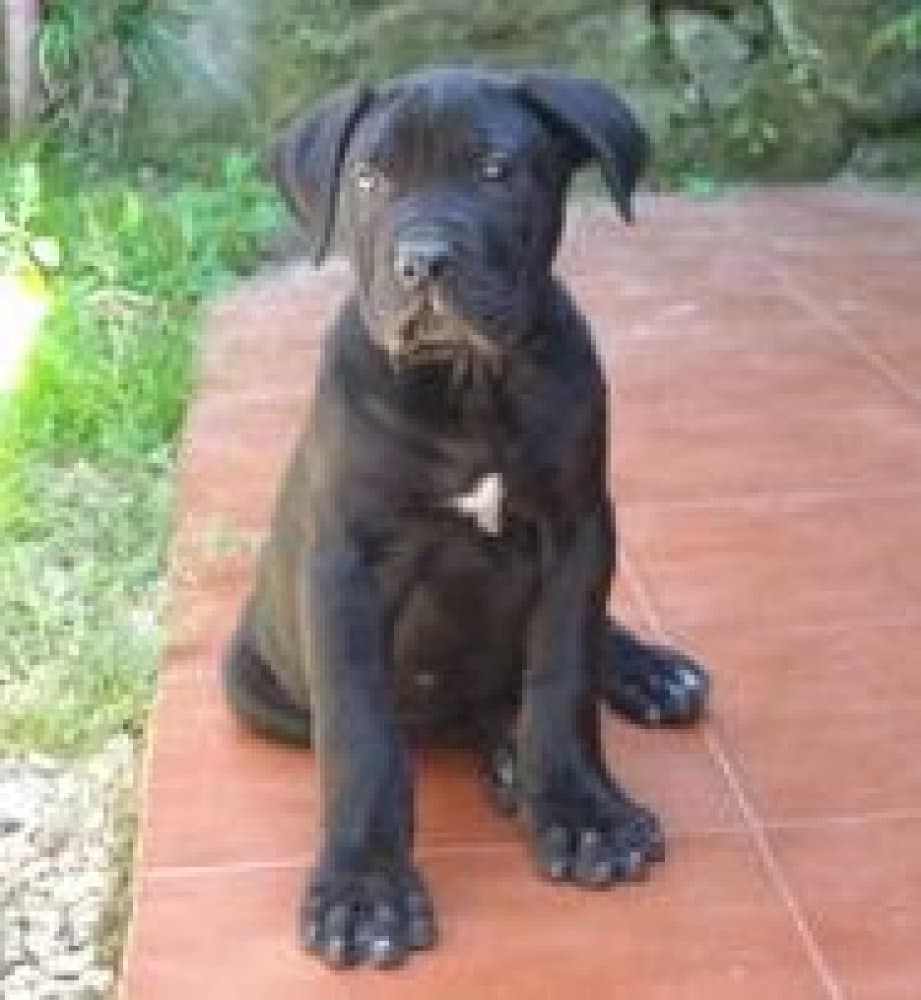 SIMBA DE KING ZULU 1