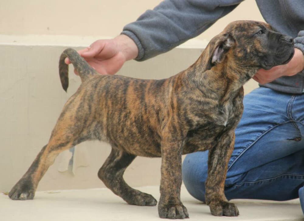 THOR DOG PUR 1
