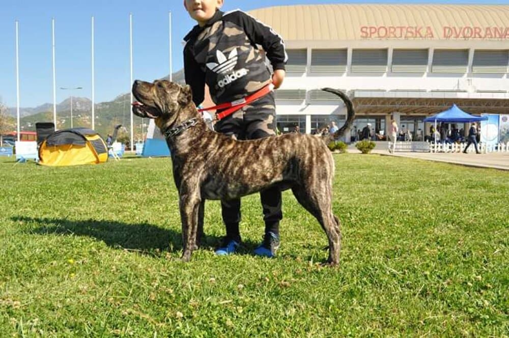 ARDOR BULL AL PASA 1