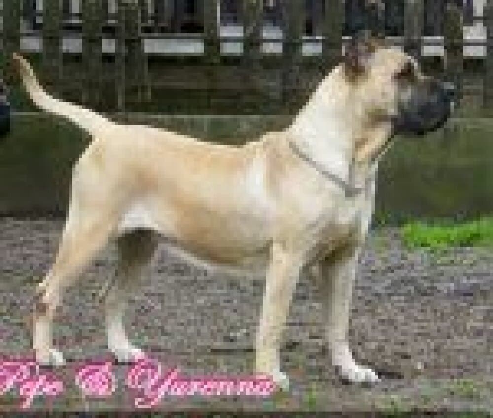 YURENA DE ALACANT BULL 1