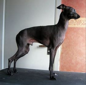 Piraya's Khamsin 1