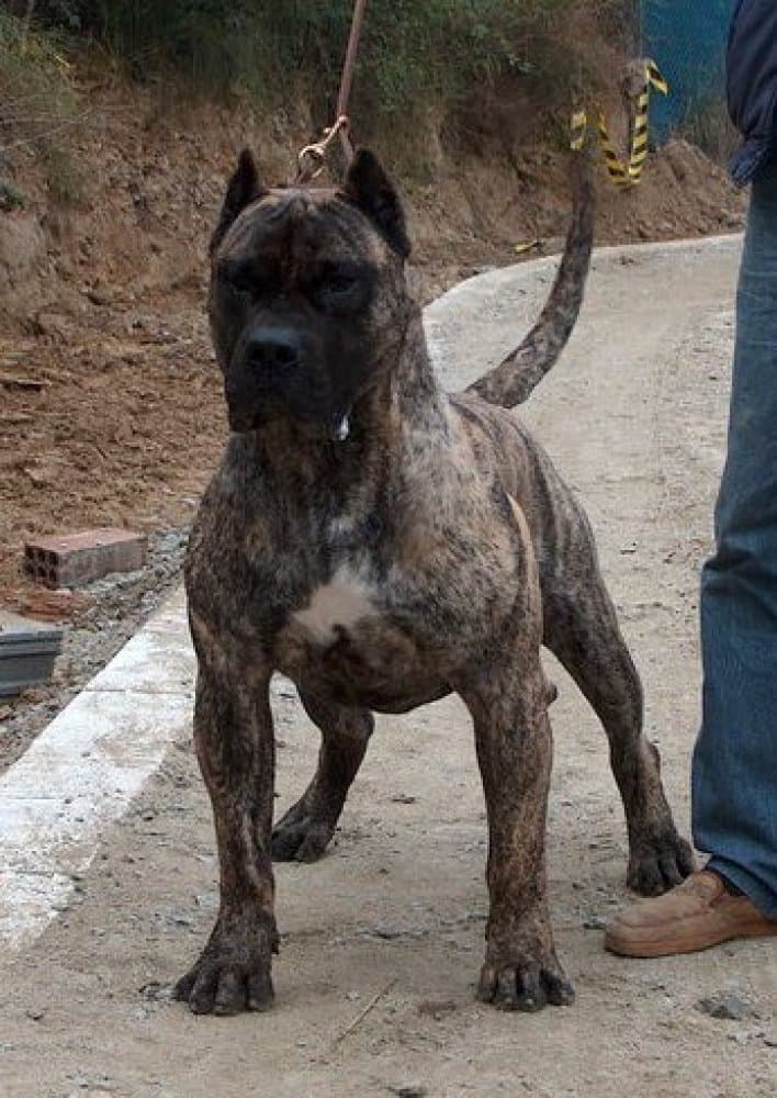 ZIBOR DE DOG RUBI 1
